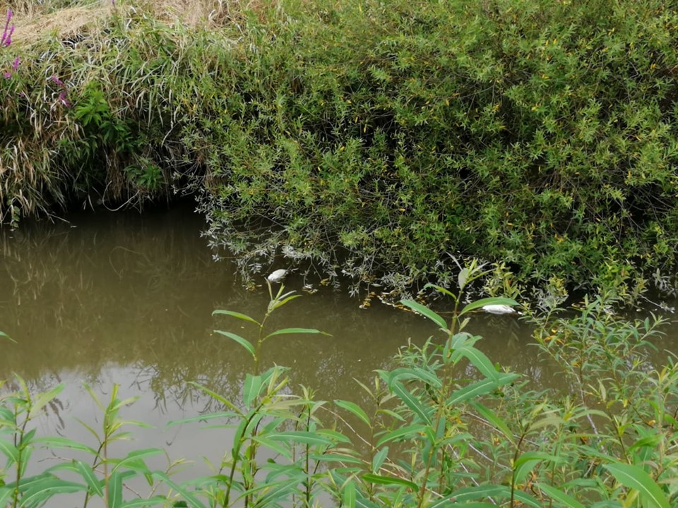 A szívem szakadt meg. A fehér pacák a bokor tövében domik